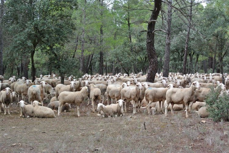 El fomento del pastoreo básico a nivel social y medioambiental