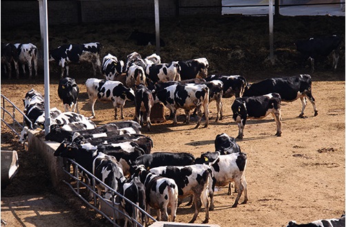 Los ganaderos denuncian “injerencias” para reventar el estudio de la cadena de valor de la leche