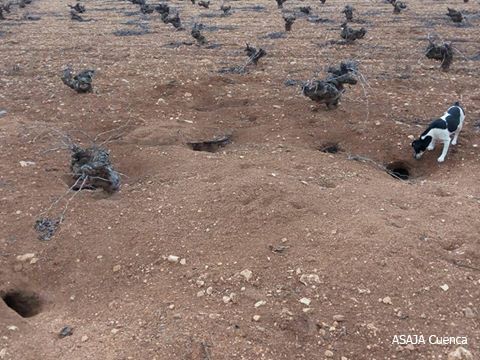 Ecologistas en Acción critica el reiterado desenfoque y la sobreactuación en el conflicto entre la agricultura y la gestión del conejo en Castilla-La Mancha