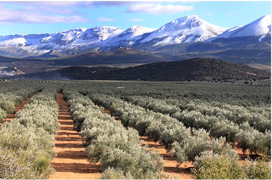 Las previsiones de producción de aceite de oliva en España se sitúan en 765.300 toneladas para la campaña 2023/24, un 15 % más que la anterior y un 34 % por debajo de la media de las últimas cuatro