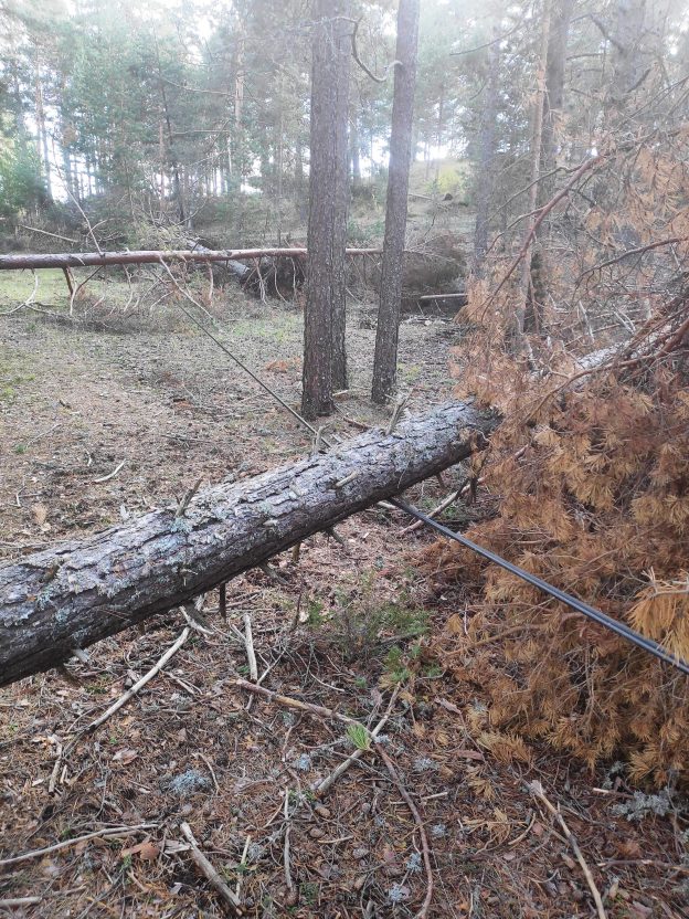 El Gobierno de España concede 2,5 millones de euros para proyectos de bioeconomía forestal en la provincia de Cuenca