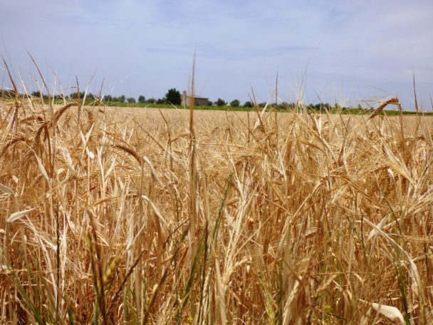 Los cereales de invierno verán recortada la superficie de cultivo en casi trescientas mil hectáreas