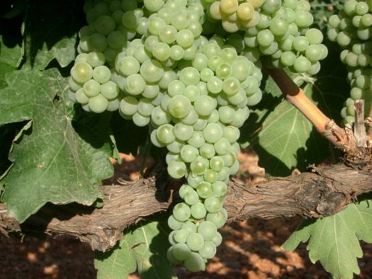 Castilla-La Mancha pone a disposición de los viticultores una nueva convocatoria de ayudas a la reestructuración del viñedo abierta hasta el 28 de febrero