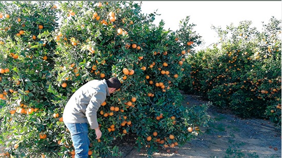 UPA desenmascara la injusticia que sufren los cítricos: “nos inundan de naranjas mientras las nuestras se quedan en el árbol”