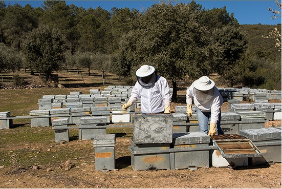 Impulsando la Biodiversidad y la Polinización: Únete al Proyecto Tierras Apícolas