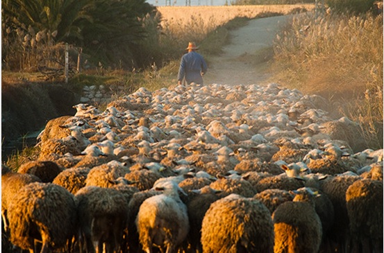 UPA reclama una “revolución global” para proteger e impulsar la agricultura y ganadería familiar