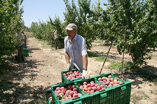 ASAJA, COAG y UPA piden “unidad de acción” para promocionar el consumo de fruta de hueso