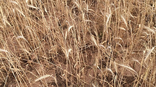 La ganadería y la agricultura afrontan ya graves pérdidas por la sequía