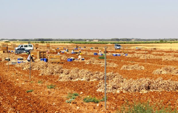La normalidad rige la campaña del ajo y los agricultores confían en tener precios justos