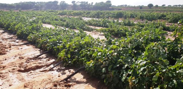 El Gobierno destina 76,5 millones de euros a Castilla-La Mancha para el sector del vino y sanidad animal y vegetal