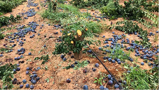 Lorenzo Ramos: “Miles de toneladas de fruta se venden cada día en España sin cumplir la Ley”