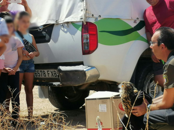 Agentes ambientales soltaron el ave en un campamento infantil de Almendros  (Cuenca)