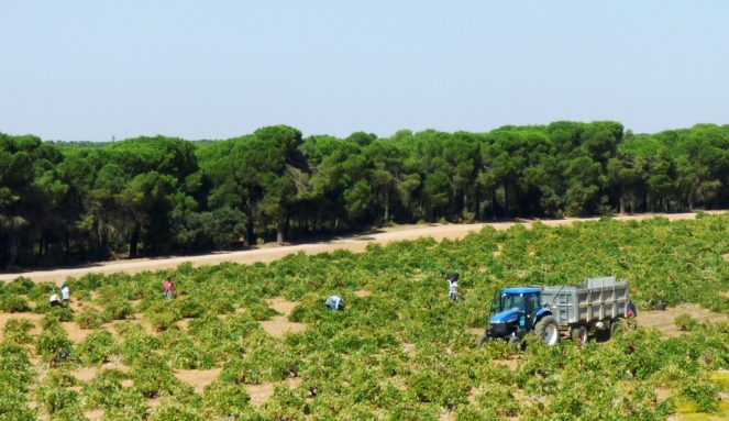ASAJA CLM denuncia ante la AICA que algunas bodegas están recibiendo uva sin dar a conocer los precios