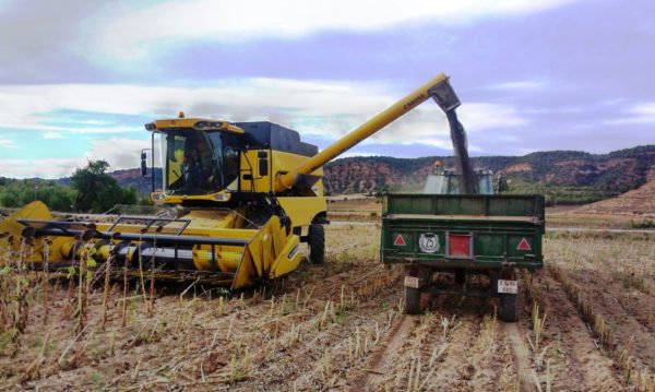 Asaja Cuenca alerta del grave riesgo que corre el cultivo del girasol por la falta de rentabilidad y los bajos precios