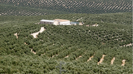Gran preocupación entre los olivareros: “La cosecha puede hundirse un 40%”