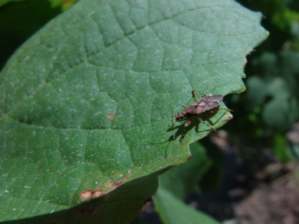 Cultivos que favorecen la presencia de insectos