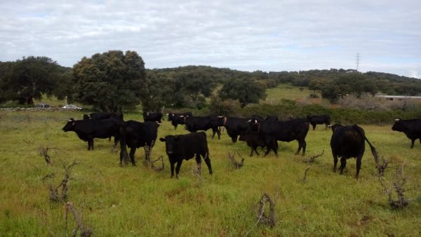 Los ganaderos prevén un invierno complicado por falta de pastos