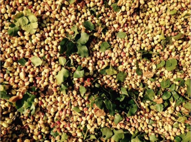 El sector del pistacho se siente utilizado con precios cada vez más bajos