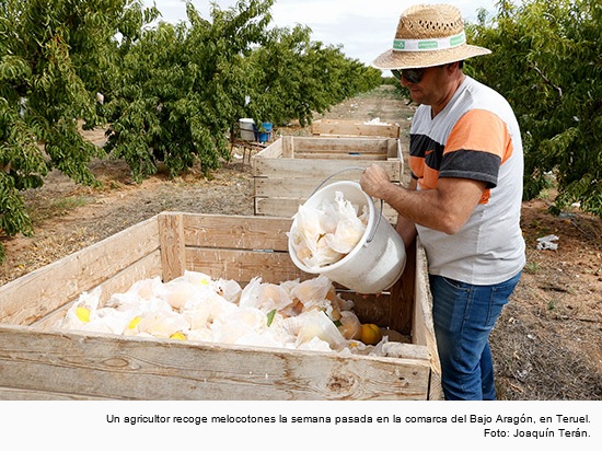 UPA: “Algo tiene que cambiar en el sector de la fruta para que logremos precios justos”