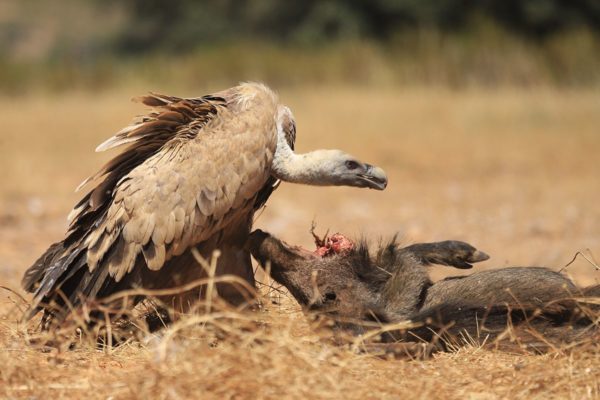 Científicos, cazadores, gestores y conservacionistas unen fuerzas para prevenir la peste porcina en España