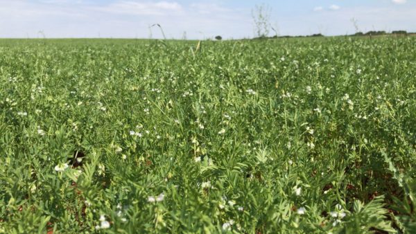 El Gobierno de Castilla-La Mancha ha abonado este año más de 3,3 millones de euros de ayudas para cerca de medio millar de agricultores en zona ZEPA