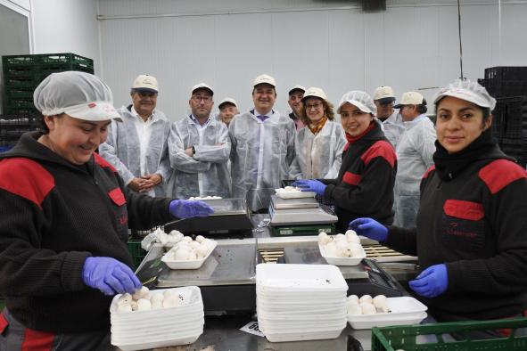 La mitad de la producción de champiñón a nivel nacional proviene de Castilla-La Mancha, un sector que factura alrededor de 40 millones de euros al año