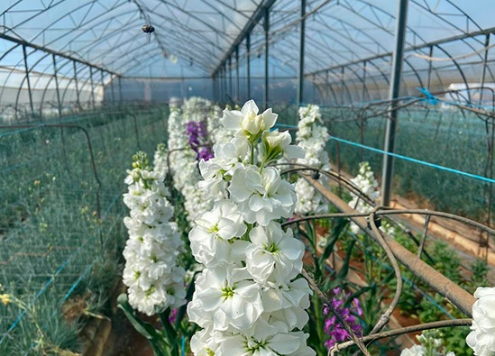 Los agricultores en los que casi nadie ha pensado: el coronavirus trae la ruina para la flor cortada