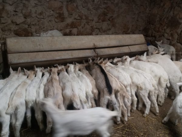 ASAJA Cuenca alerta de la grave situación que viven los ganaderos de ovino y caprino ante la imposibilidad de vender sus animales