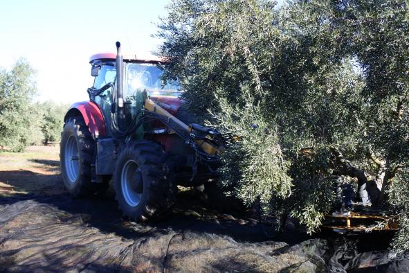 Castilla-La Mancha ha abonado ya 555 millones de euros de ayudas de la PAC con el nuevo pago realizado hoy a 5.000 agricultores y ganaderos