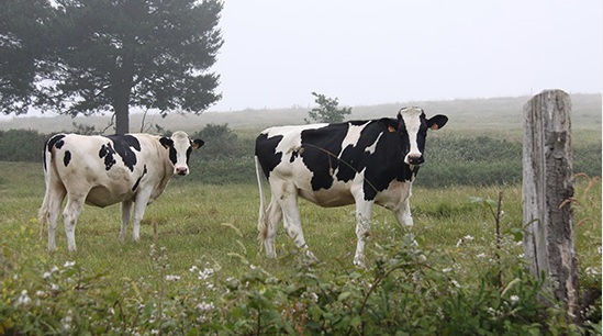 UPA denuncia la importación de leche y derivados aprovechando la crisis del coronavirus