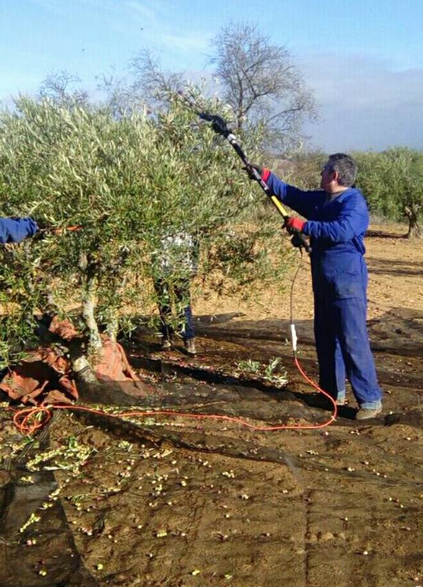 Las ayudas a los ayuntamientos para contratar trabajadores dificultan aún más la falta de mano de obra en el campo