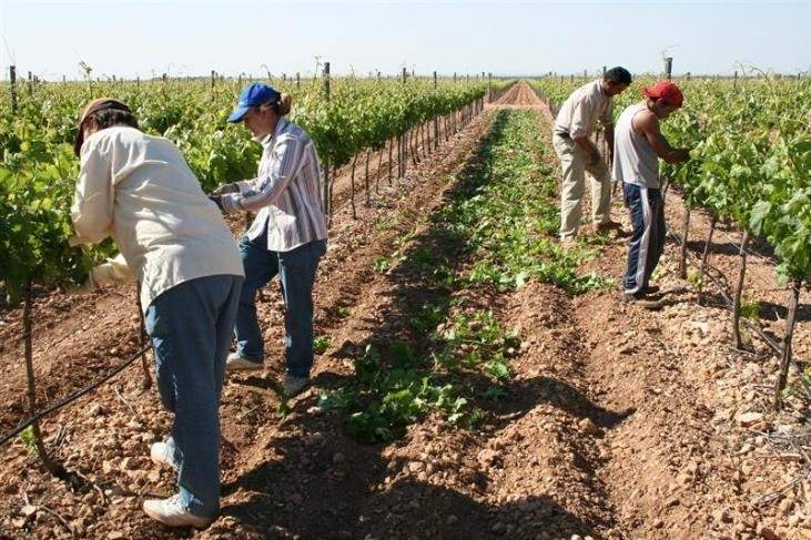El Ministerio de Trabajo distribuye 236 M€ para la contratación de trabajadores del campo en los ayuntamientos