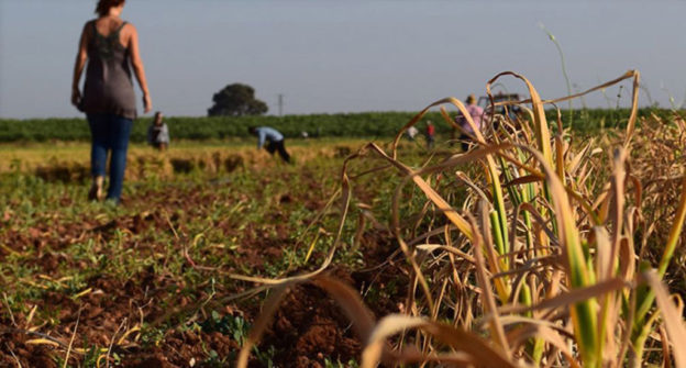 CCOO-Industria CLM denuncia que Asaja-Ciudad Real “lleva todo el año sustrayendo dinero a miles de asalariados del campo con unas tablas salariales ilegales”
