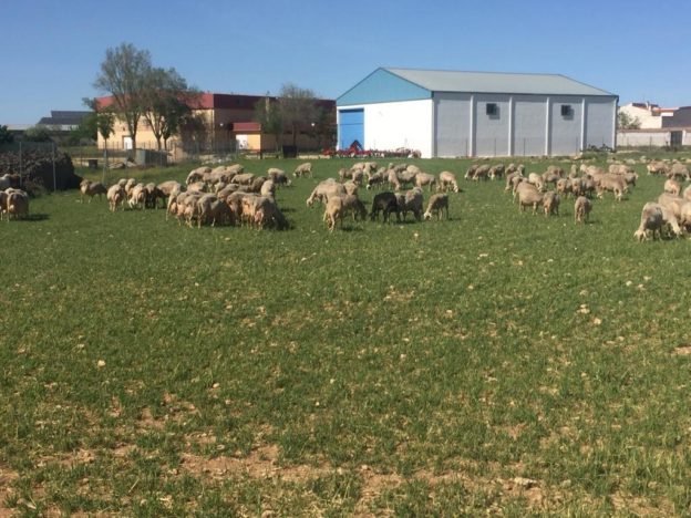UPA presenta alegaciones al decreto de ayudas a ovino y caprino para orientarlas más a explotaciones ganaderas