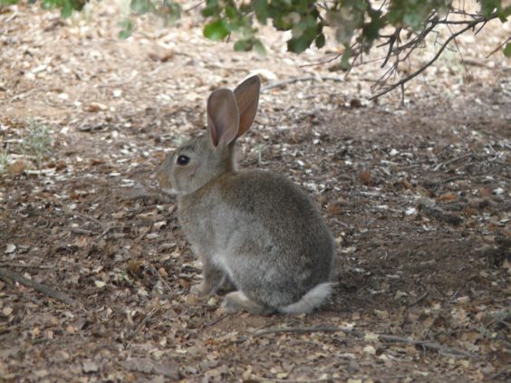 La Junta autorizará los controles de la plaga de conejos en Castilla-La Mancha