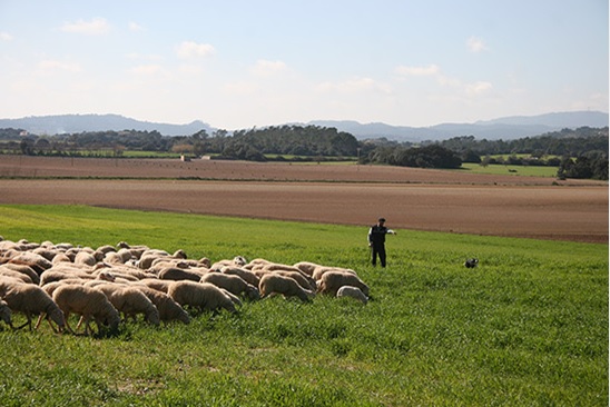 Precios cada vez más bajos para los ganaderos de ovino y caprino de leche