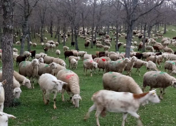 ASAJA CLM alerta que las ayudas que el Ministerio de Agricultura ha anunciado dejarán fuera al 95 por ciento de los ganaderos de ovino y caprino de la región