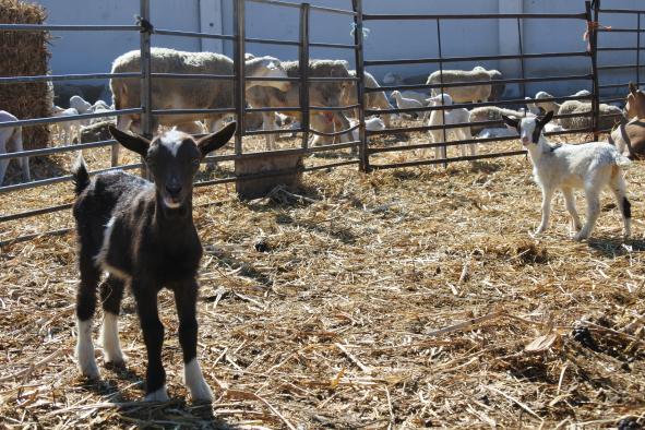 Castilla-La Mancha abona este viernes otros 11,5 millones de euros más de ayudas asociadas de la PAC a agricultores y ganaderos