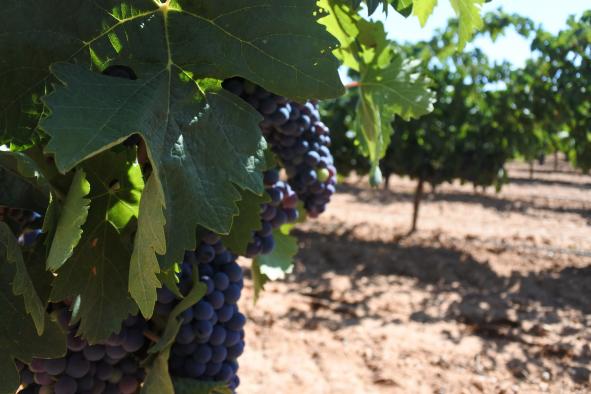 Castilla-La Mancha amplía un mes y medio, del 15 de junio al 31 de julio, el plazo de solicitudes de certificación de la reestructuración del viñedo