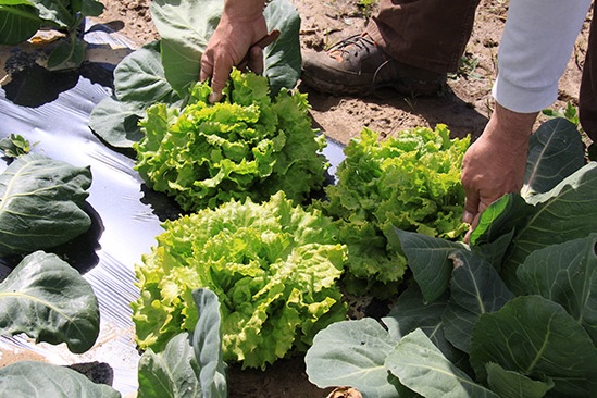 Agricultura y ganadería familiar para preservar la salud