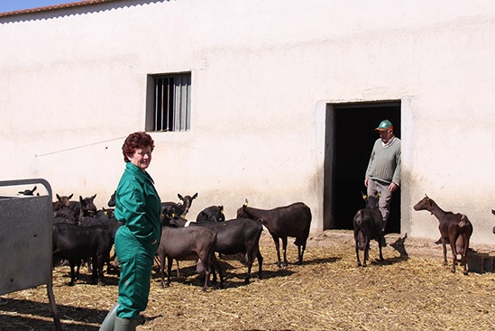UPA propone ayudar a los ganaderos de caprino a reducir su producción láctea nacional un 10%