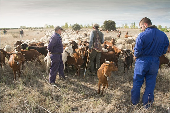 UPA: “La estrategia De la Granja a la Mesa debe ser una oportunidad para la agricultura y la ganadería familiar”