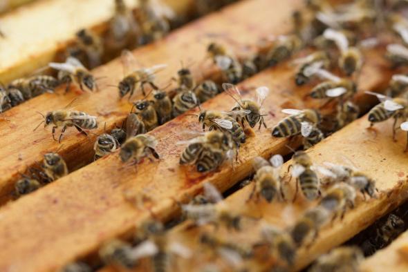 Castilla-La Mancha abona hoy 1,6 millones de euros de ayudas a cerca de 300 apicultores para la mejora de la biodiversidad