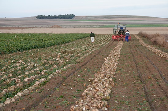 UPA denuncia a la multinacional Azucarera por incumplir la Ley de la cadena alimentaria