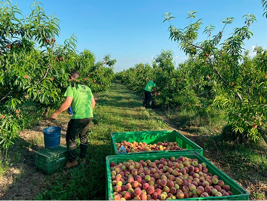 UPA pide el fin del “maltrato a la fruta” por parte de algunas cadenas de la distribución