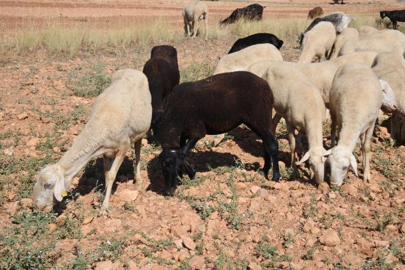 El Gobierno regional abona hoy más de 10 millones de euros de ayudas, destacando el adelanto de las de bienestar animal en cinco meses