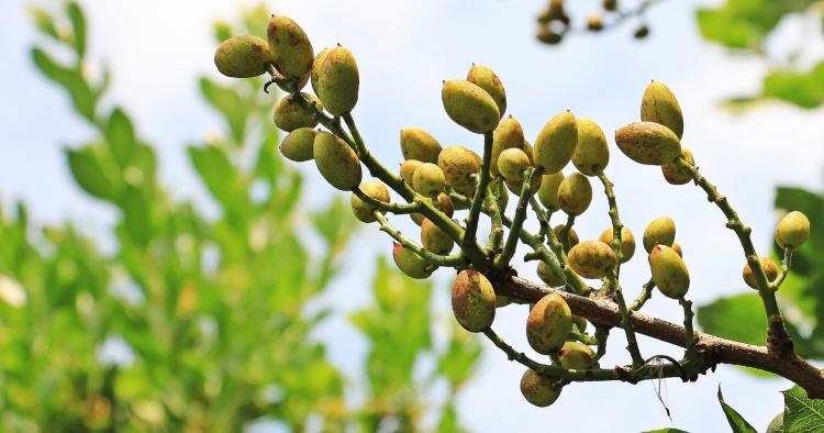 El Gobierno regional abonará mañana más de 25,1 millones de euros para la producción ecológica y la ganadería que mantiene razas autóctonas en peligro de extinción
