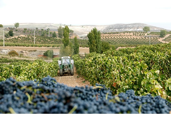 El Ministerio de Agricultura, Pesca y Alimentación autoriza 914 hectáreas para nuevas plantaciones de viñedo en 2025