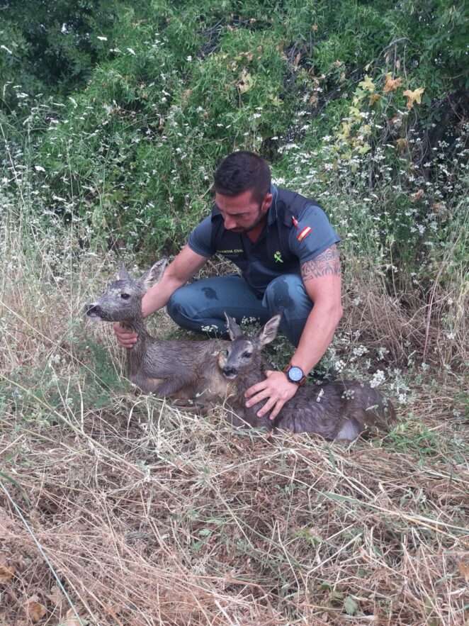 La Guardia Civil salva a una hembra de corzo y su cría de una muerte segura por ahogamiento