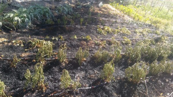En el incendio del 1 de Julio junto a las vías del tren en Tarancón se quemó un Huerto Ecológico de Pablo López, sus compañeros le han ayudado en la reconstrucción